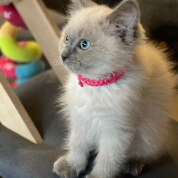 chaton Ragdoll blue mink SAFIRA L'Eden du Gival