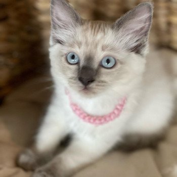 chaton Ragdoll blue point THALY L'Eden du Gival