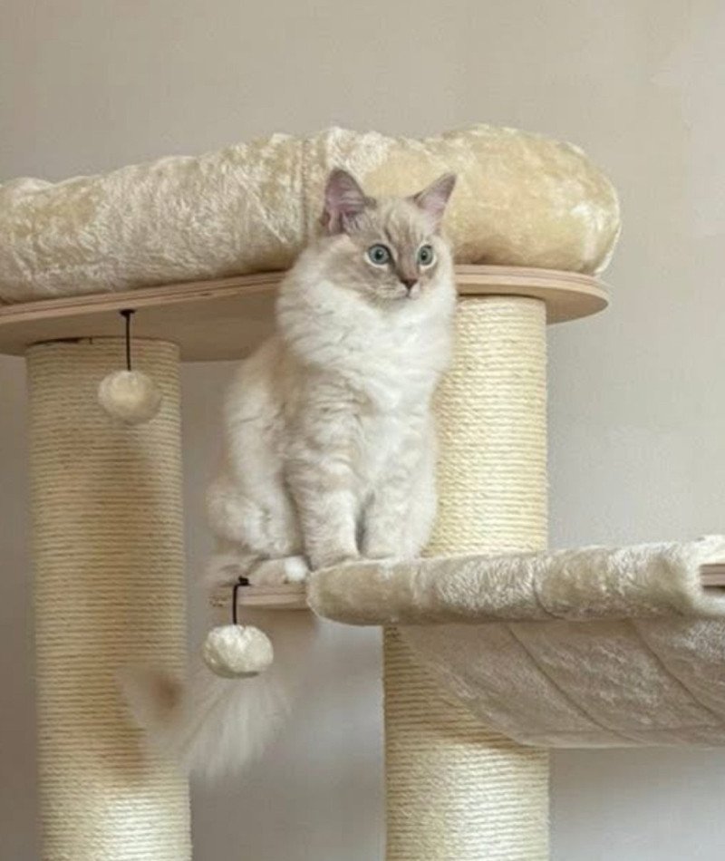 Altesse de L'Eden du Gival Femelle Ragdoll