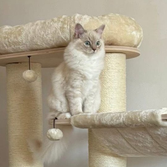 Altesse de L'Eden du Gival Femelle Ragdoll