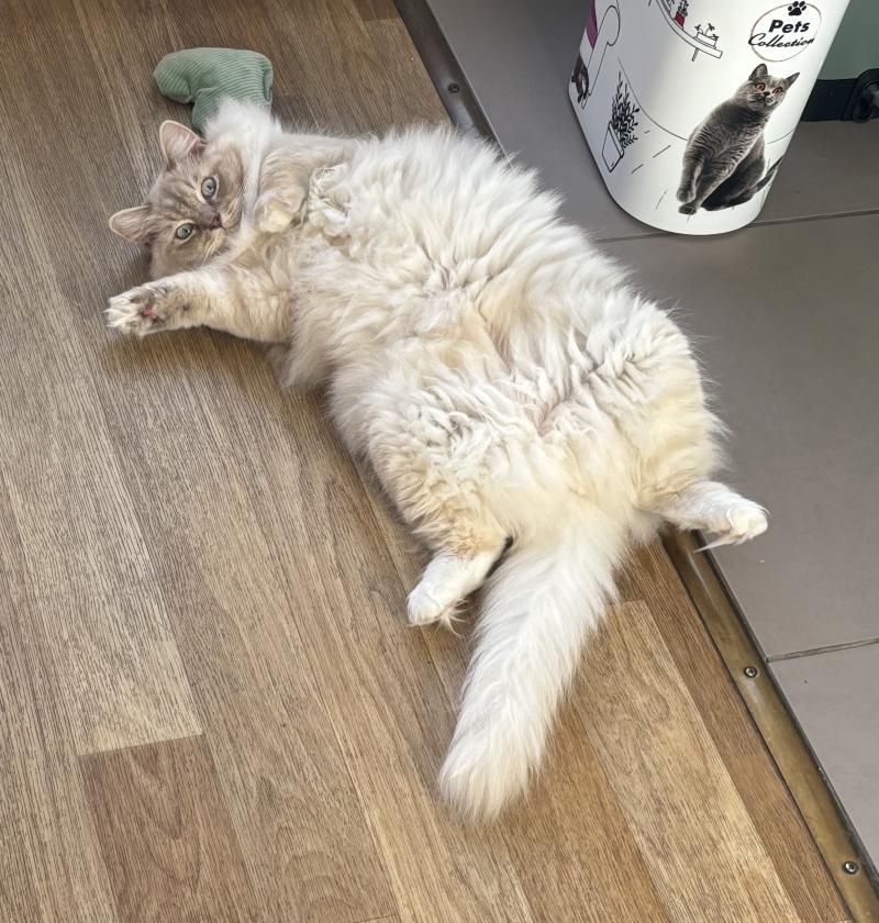 Altesse de L'Eden du Gival Femelle Ragdoll