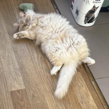 Altesse de L'Eden du Gival Femelle Ragdoll