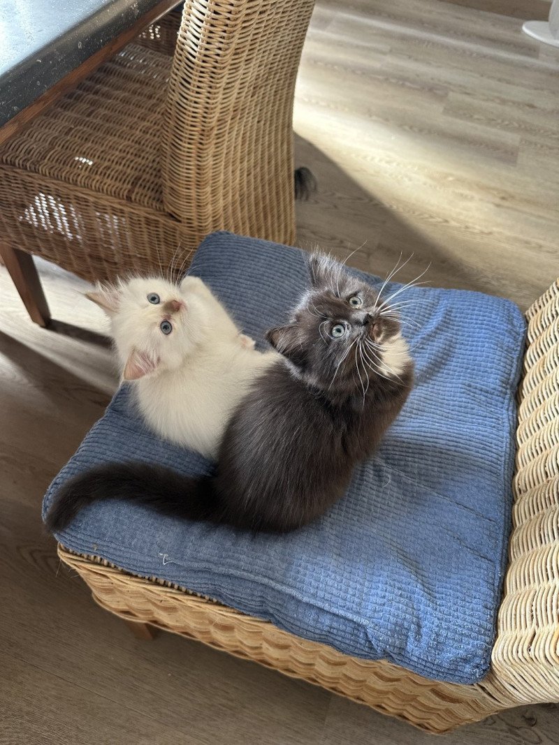 Amazone de L'Eden du Gival Femelle Ragdoll