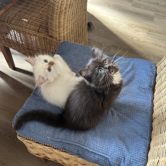 Amazone de L'Eden du Gival Femelle Ragdoll