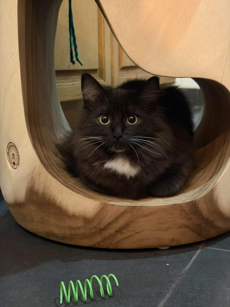 Amazone de L'Eden du Gival Femelle Ragdoll