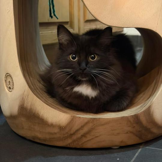 Amazone de L'Eden du Gival Femelle Ragdoll