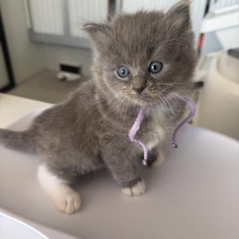chaton Ragdoll blue mink mitted collier rose EI L'Eden du Gival