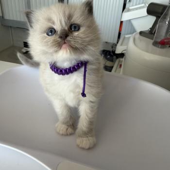 chaton Ragdoll blue mink mitted collier rose EI L'Eden du Gival
