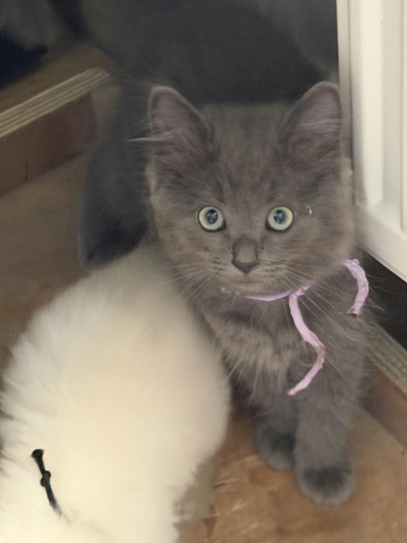 BLUE SMOOKY de L'Eden du Gival Femelle Ragdoll