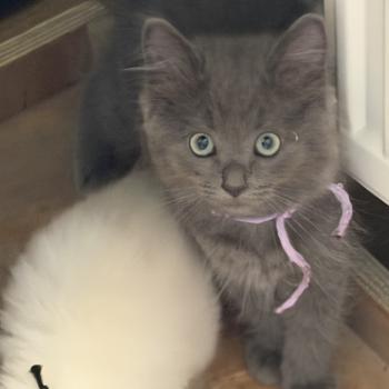 chaton Ragdoll blue BLUE SMOOKY EI L'Eden du Gival