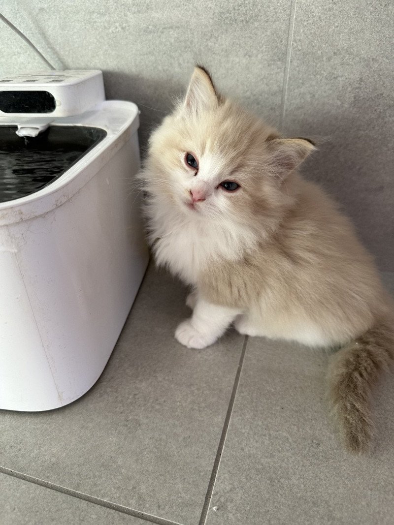 Amara de L'Eden du Gival Femelle Ragdoll