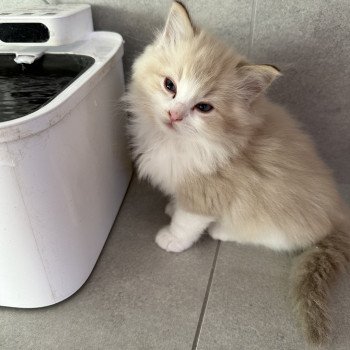 chaton Ragdoll chocolate mackerel tabby sepia & blanc Amara EI L'Eden du Gival