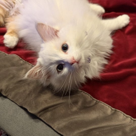 Aska de L'Eden du Gival Femelle Ragdoll