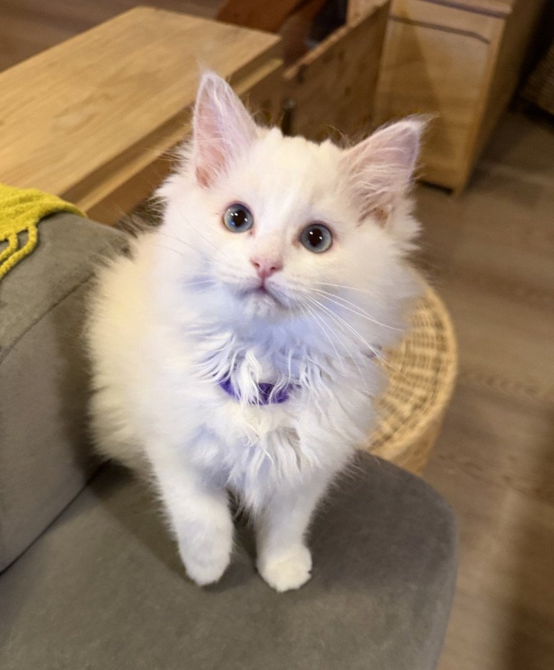 Aska de L'Eden du Gival Femelle Ragdoll