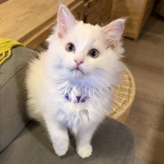 Aska de L'Eden du Gival Femelle Ragdoll