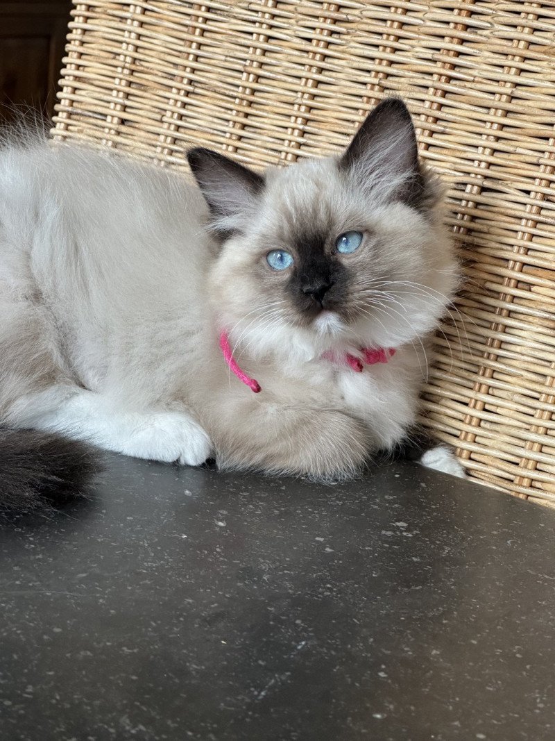 Alba de L'Eden du Gival Femelle Ragdoll Alba de L'Eden du Gival Femelle Ragdoll