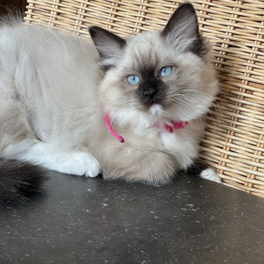 Alba de L'Eden du Gival Femelle Ragdoll