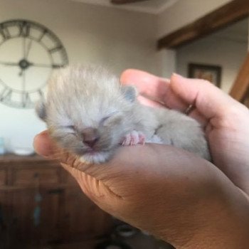 chaton Ragdoll seal mink mitted COLLIER ROSE Les ragdolls de l'Eden du Gival