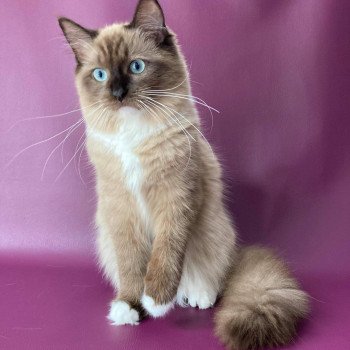 chaton Ragdoll seal mink mitted RIPLAY Les Ragdolls De L'Eden du Gival