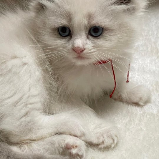 TOSKANE de L'Eden du Gival Femelle Ragdoll