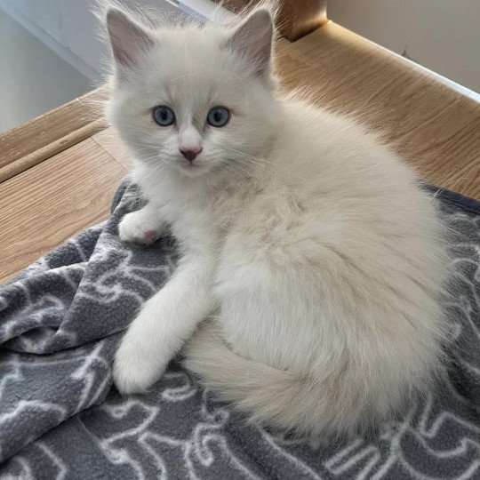 Uno Marcello de L'Eden du Gival Mâle Ragdoll