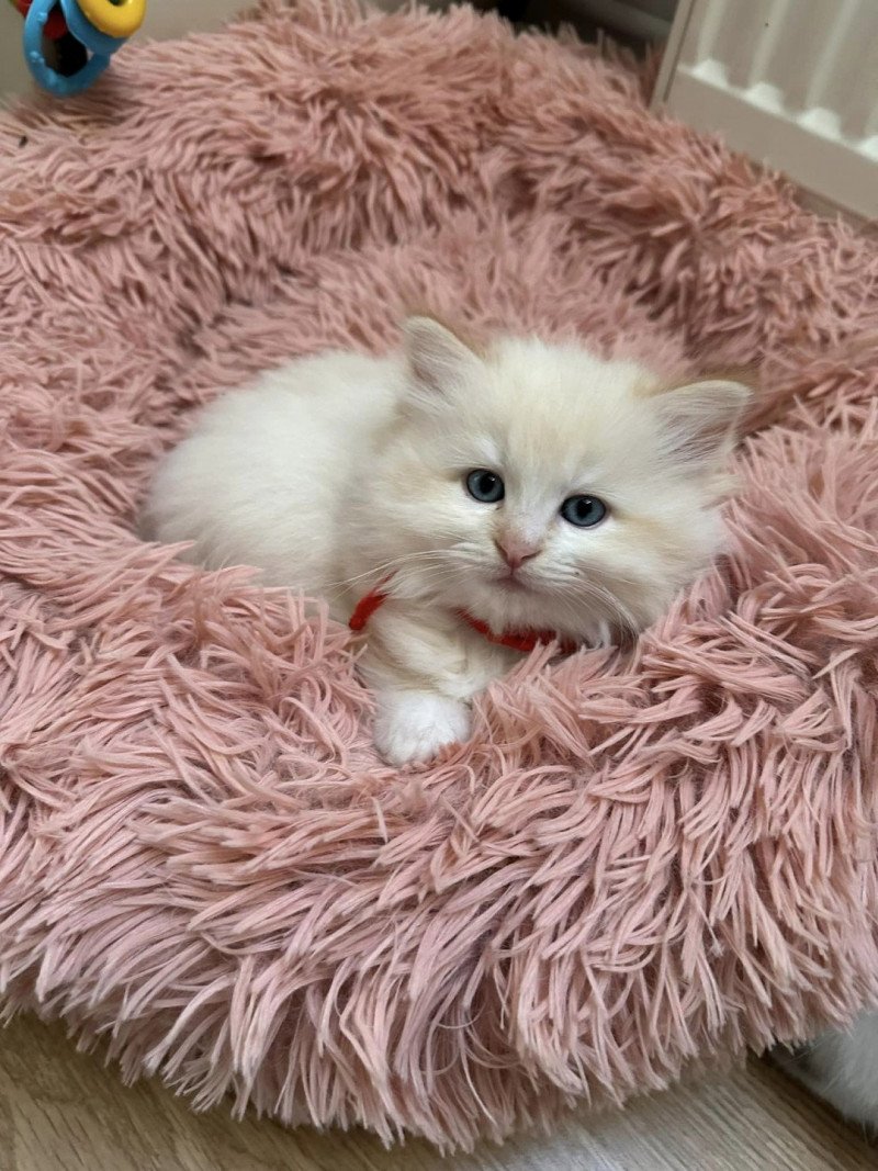 Zeus de L'Eden du Gival Mâle Ragdoll