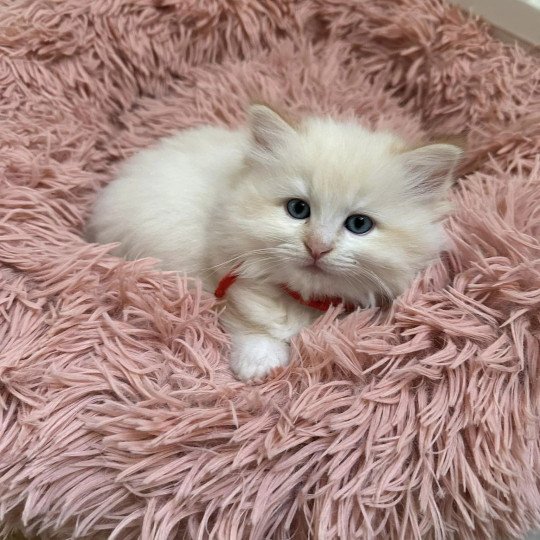 Zeus de L'Eden du Gival Mâle Ragdoll