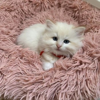 Zeus de L'Eden du Gival Mâle Ragdoll