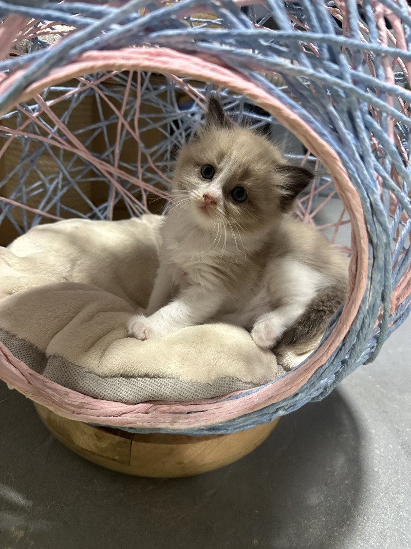 Abee de L'Eden du Gival Mâle Ragdoll