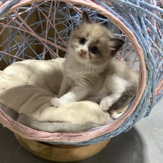 Abee de L'Eden du Gival Mâle Ragdoll