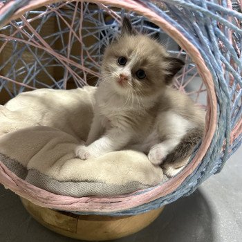 chat Ragdoll seal mink bicolor Abee EI L'Eden du Gival chat Ragdoll seal mink bicolor Abee EI L'Eden du Gival