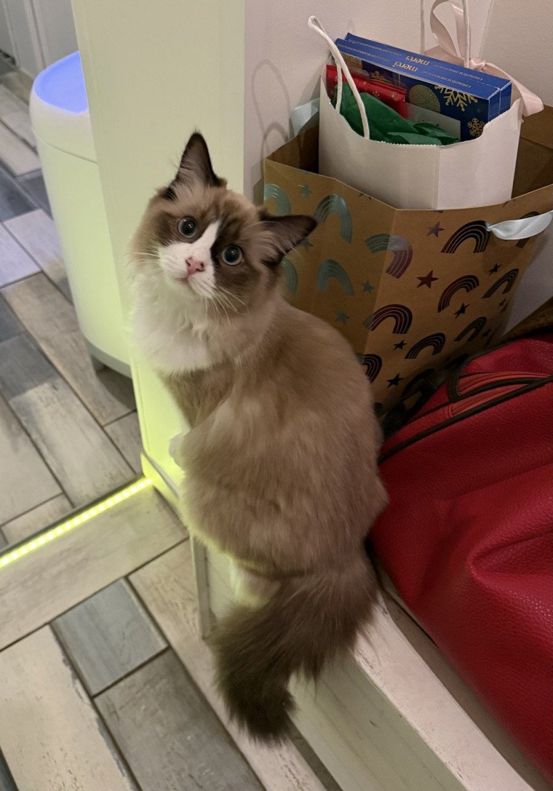 ABEE de L'Eden du Gival Femelle Ragdoll