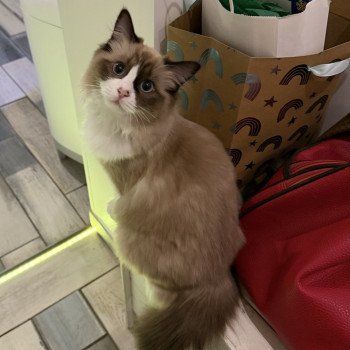 chat Ragdoll seal mink bicolor ABEE EI L'Eden du Gival