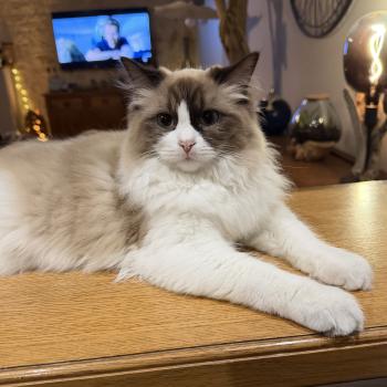 chat Ragdoll seal mink bicolor ABEE EI L'Eden du Gival