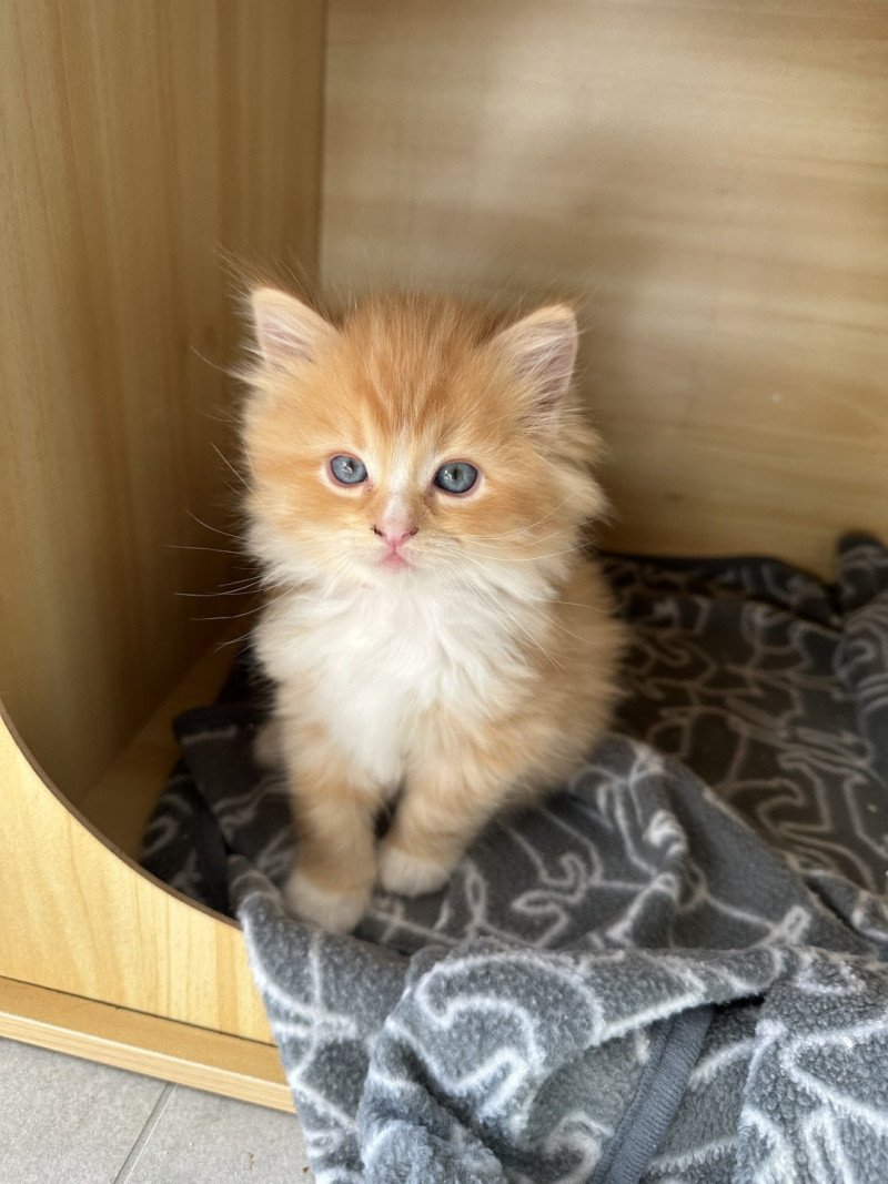 Amox de L'Eden du Gival Mâle Ragdoll