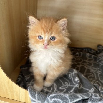 chaton Ragdoll red tabby mitted Amox EI L'Eden du Gival