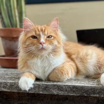 Amox de L'Eden du Gival Mâle Ragdoll
