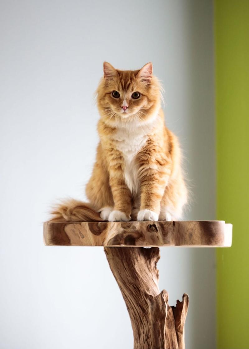 Amox de L'Eden du Gival Mâle Ragdoll