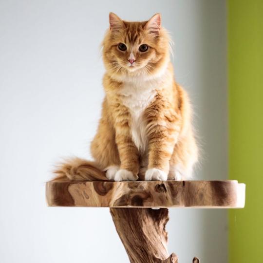 Amox de L'Eden du Gival Mâle Ragdoll
