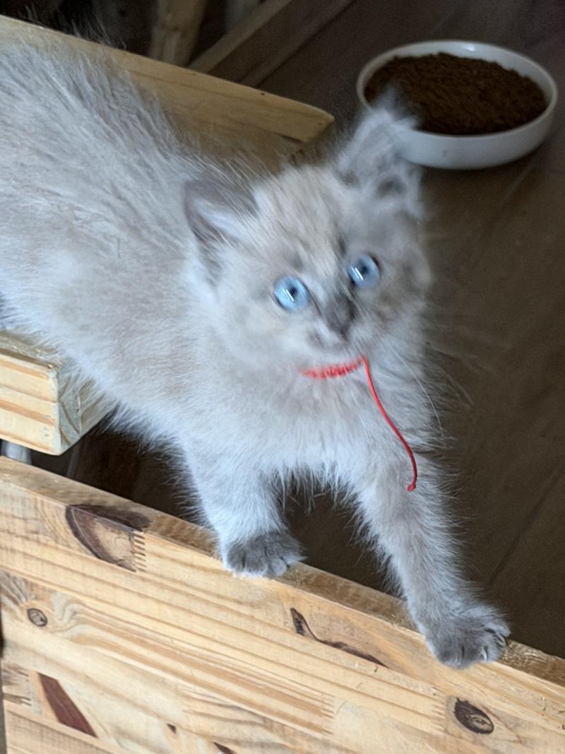 BANDIT de L'Eden du Gival Mâle Ragdoll