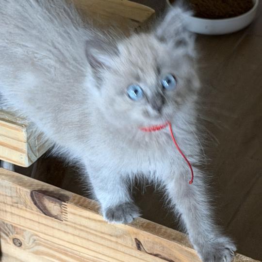 BANDIT de L'Eden du Gival Mâle Ragdoll