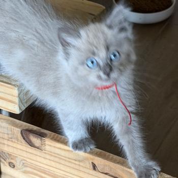 chaton Ragdoll blue sepia BANDIT EI L'Eden du Gival