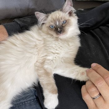 chaton Ragdoll seal point mitted SPIROU L'Eden du Gival