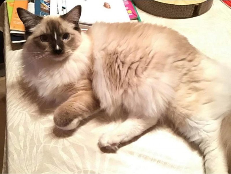 SPIROU de L'Eden du Gival Mâle Ragdoll