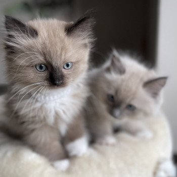 chaton Ragdoll seal mink mitted TINO L'Eden du Gival