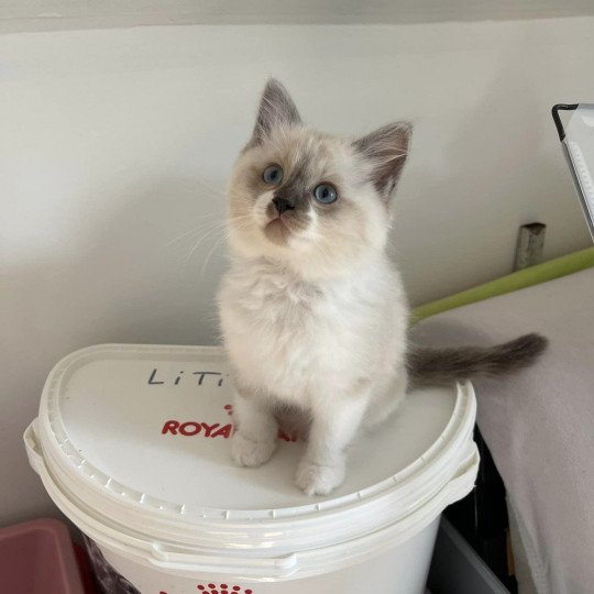 Ulyss de L'Eden du Gival Mâle Ragdoll