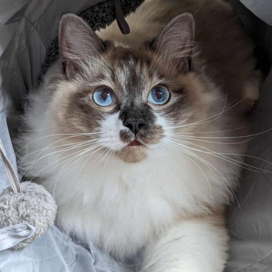 ULYSS de L'Eden du Gival Mâle Ragdoll