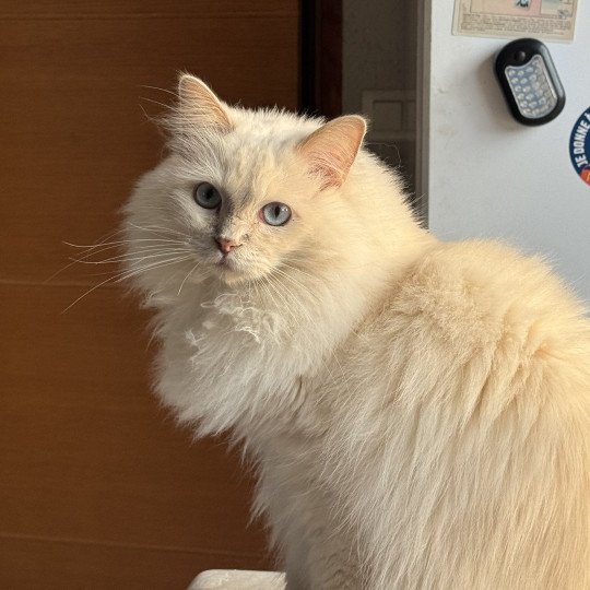 ULTIM de L'Eden du Gival Mâle Ragdoll