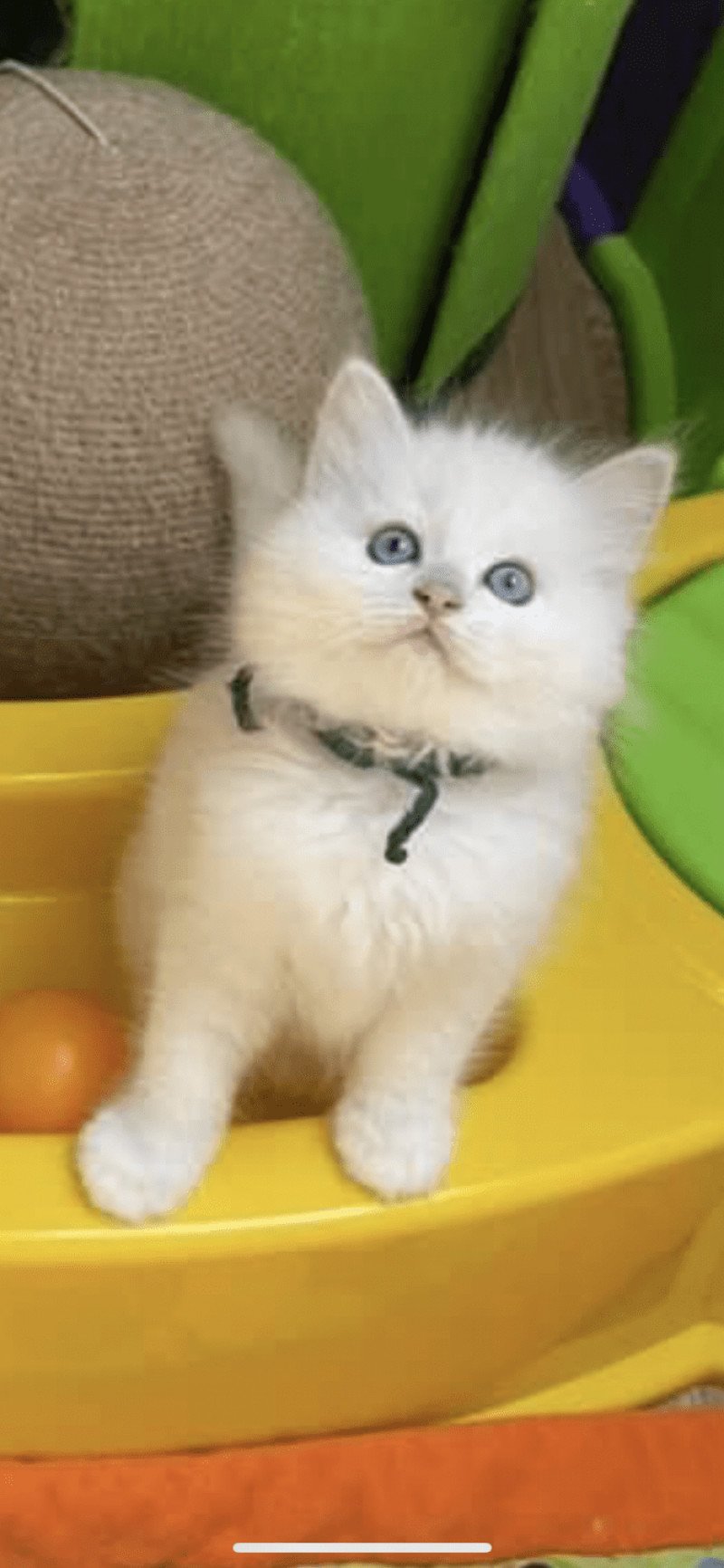Ultim de L'Eden du Gival Mâle Ragdoll