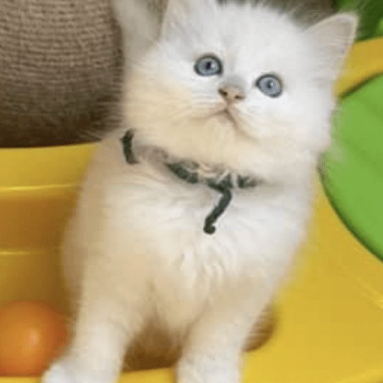 Ultim de L'Eden du Gival Mâle Ragdoll
